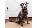 Roorkee Instruments India Solid Brass Dog Doorbell – Premium Quality Training Bell with Loud Clear Sound, Wall Mount Bell with Screws for Dog Training, Shops, Restaurants, Bars & Hotel Entrances